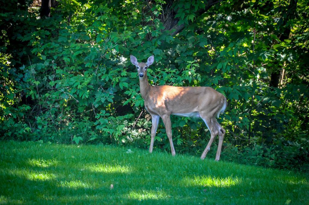 La Villa Rivermead Gatineau Eksteriør bilde